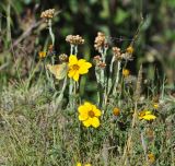 семейство Asteraceae. Цветущее растение с кормящейся бабочкой. Перу, оз. Титикака, о-в Амантани, край деревни. 11.03.2014.