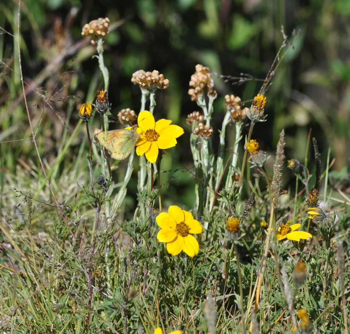 Изображение особи семейство Asteraceae.