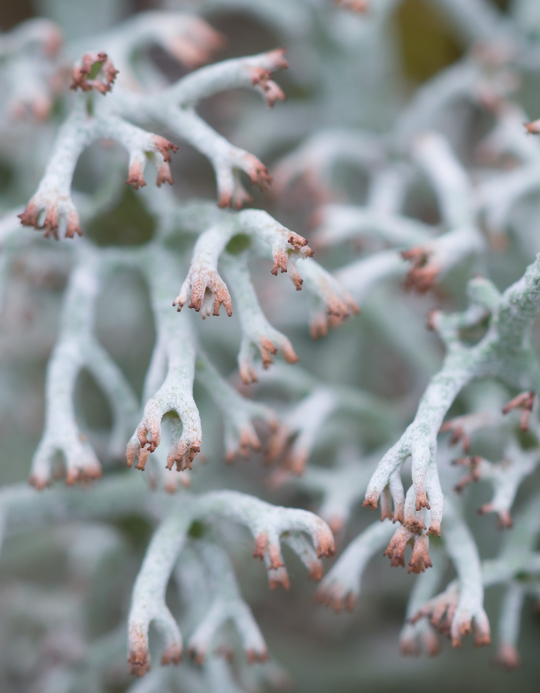 Image of Cladonia rangiferina specimen.