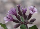 Physochlaina orientalis. Соцветие. Северная Осетия, Куртатинское ущелье. 06.05.2010.