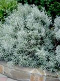 Lavandula angustifolia