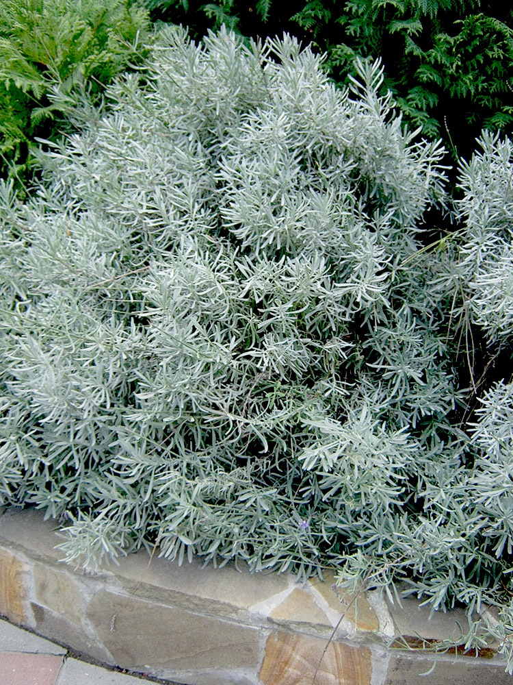 Image of Lavandula angustifolia specimen.