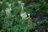 Scutellaria oreades