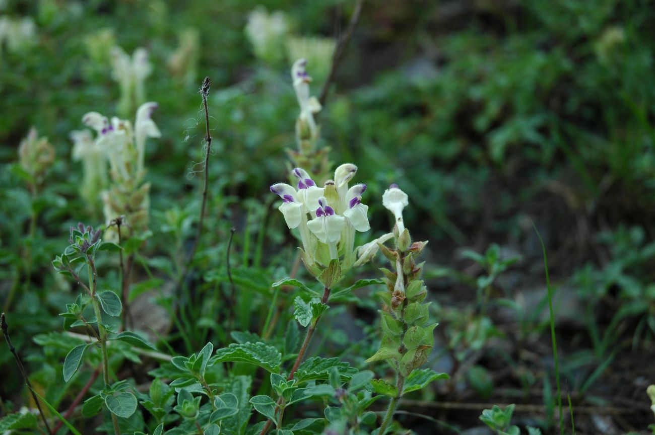 Image of Scutellaria oreades specimen.