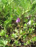 Vicia lathyroides. Верхушка побега с цветком. Краснодарский край, Абинский р-н, ст. Холмская, луг. 07.04.2018.