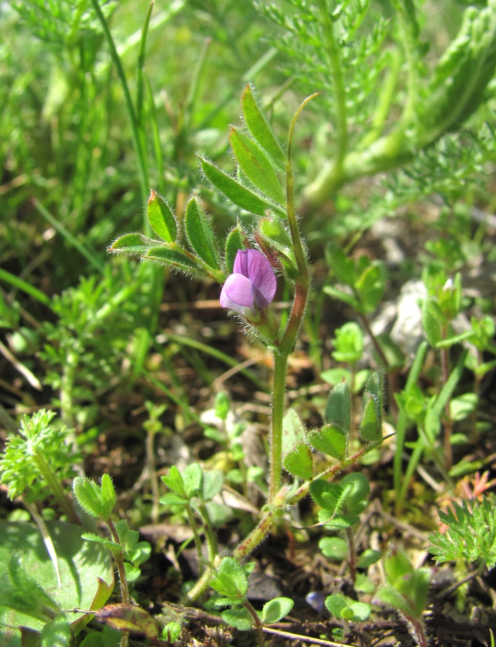 Image of Vicia lathyroides specimen.