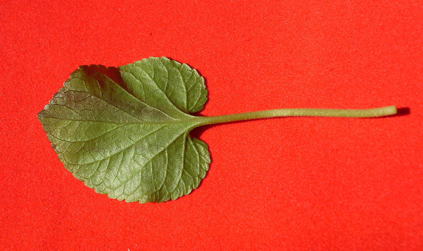 Image of Viola suavis specimen.