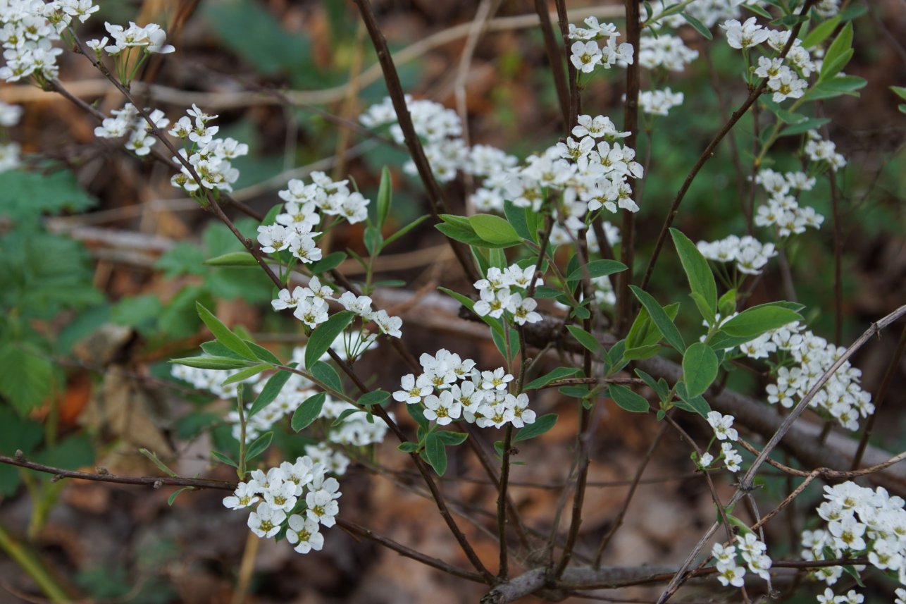 Изображение особи род Spiraea.