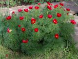 Paeonia tenuifolia