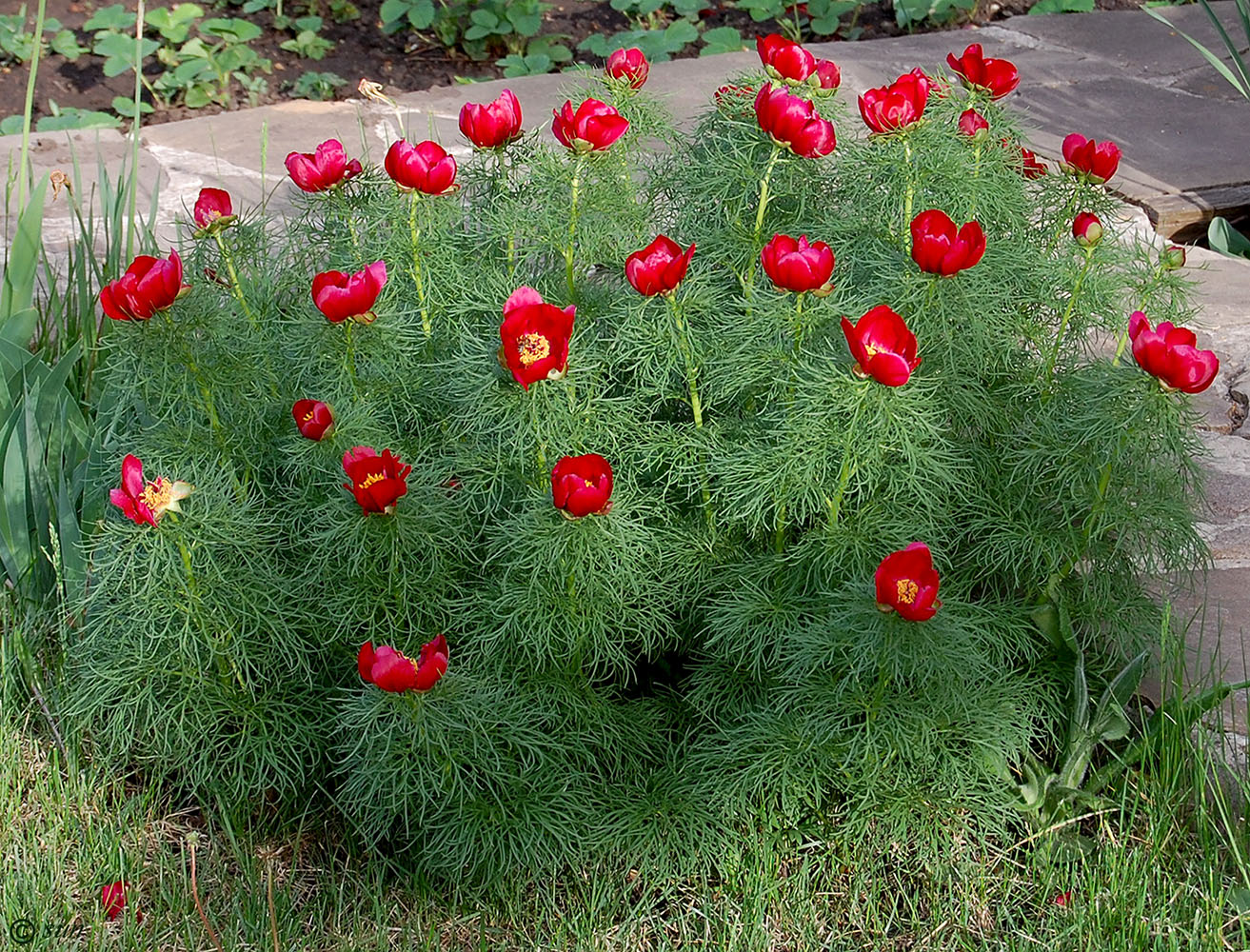 Image of Paeonia tenuifolia specimen.