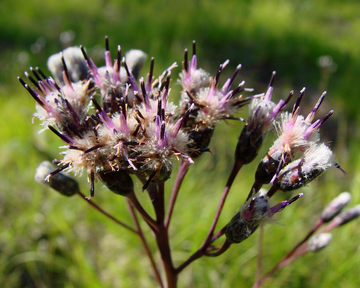 Image of genus Saussurea specimen.