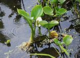 Calla palustris