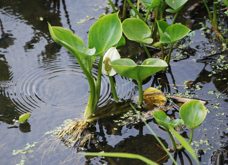 Изображение особи Calla palustris.