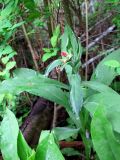 Pulmonaria rubra