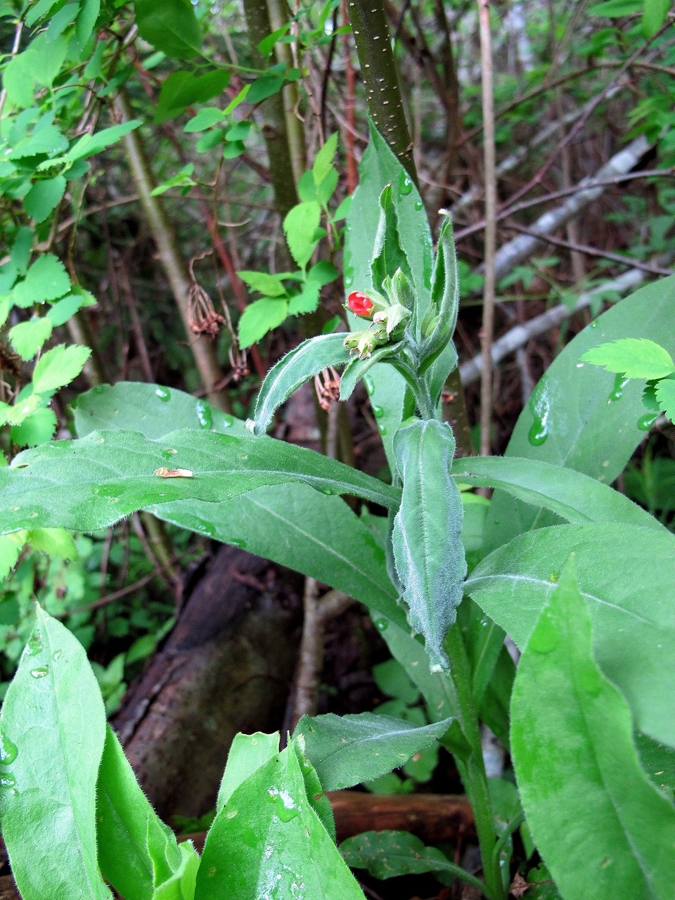 Изображение особи Pulmonaria rubra.