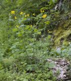 Chelidonium majus. Цветущее растение. Адыгея, Майкопский р-н, окр. пос. Хамышки, высокий обрывистый правый берег р. Киша, выс. ≈ 740 м н.у.м., пихтово-буковый лес. 30.04.2018.