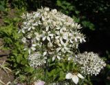 Allium nigrum