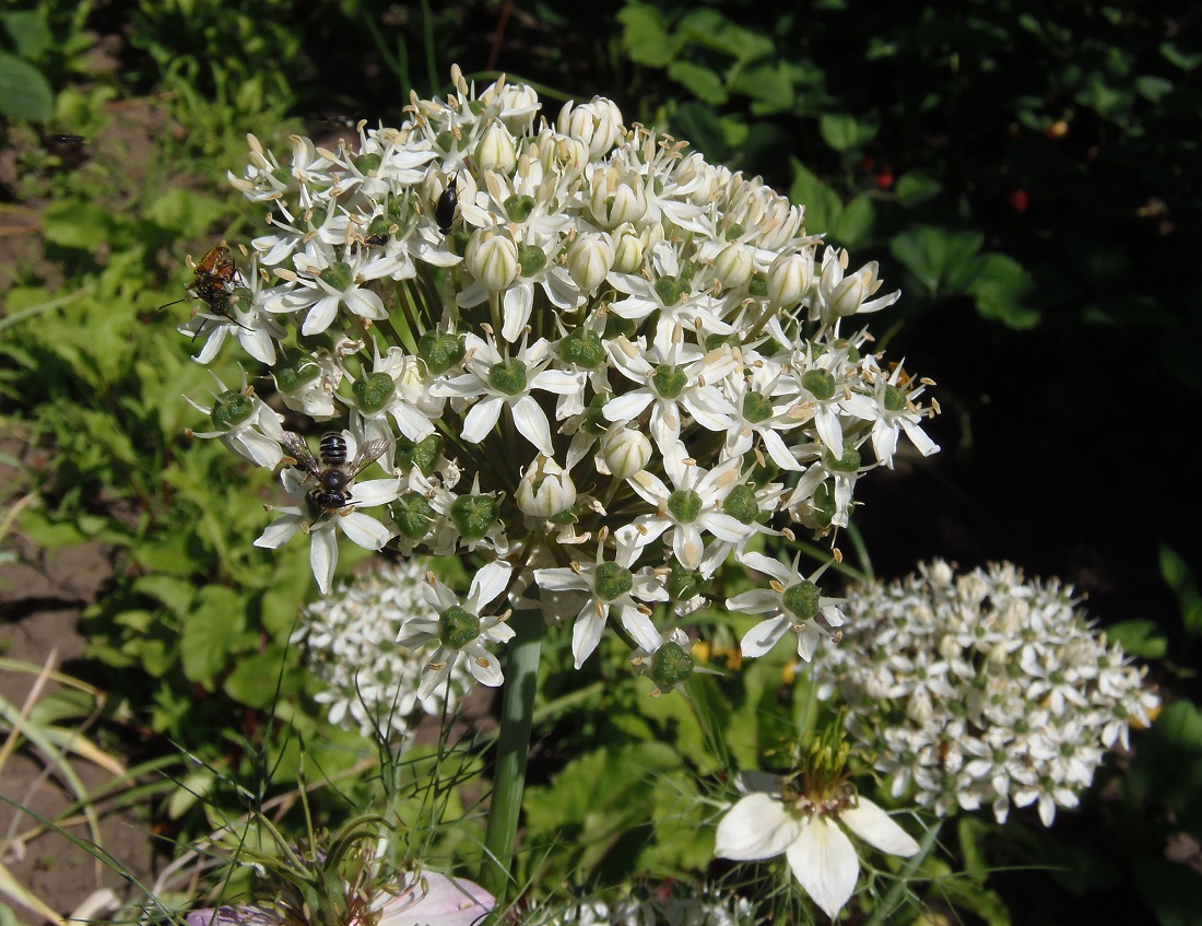 Image of Allium nigrum specimen.