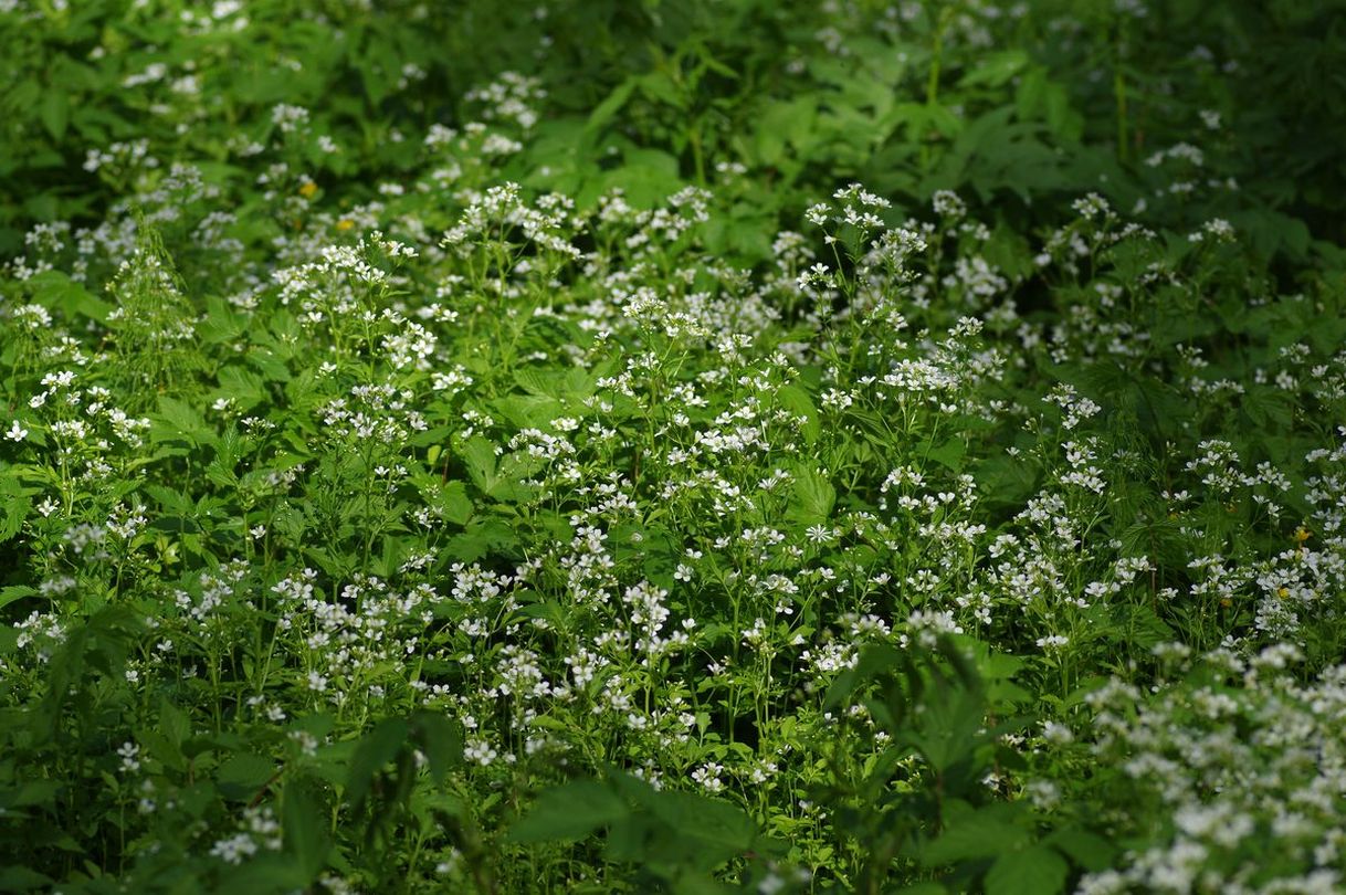 Изображение особи Cardamine amara.