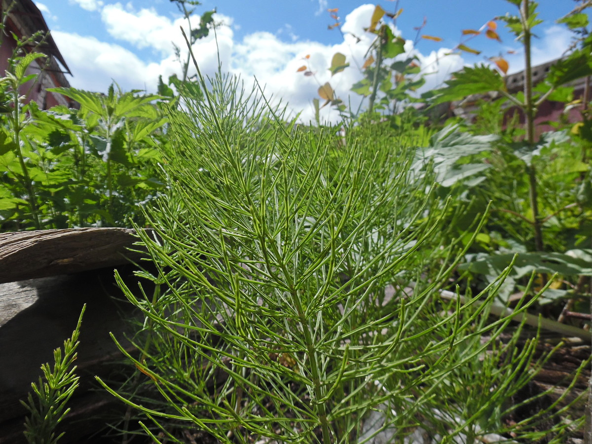 Image of Equisetum arvense specimen.