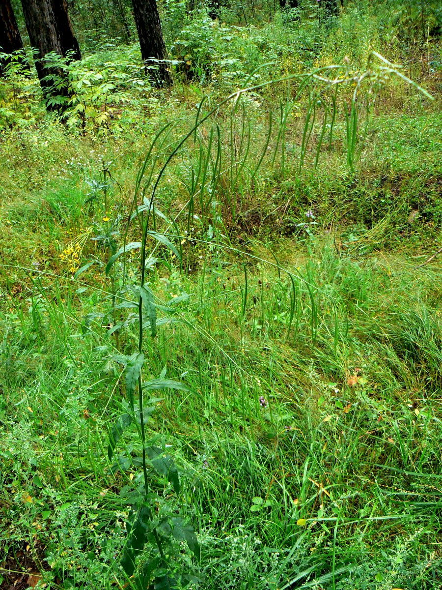 Изображение особи Arabis pendula.