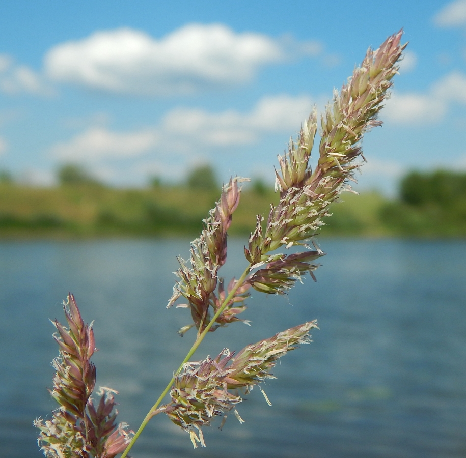 Изображение особи Phalaroides arundinacea.