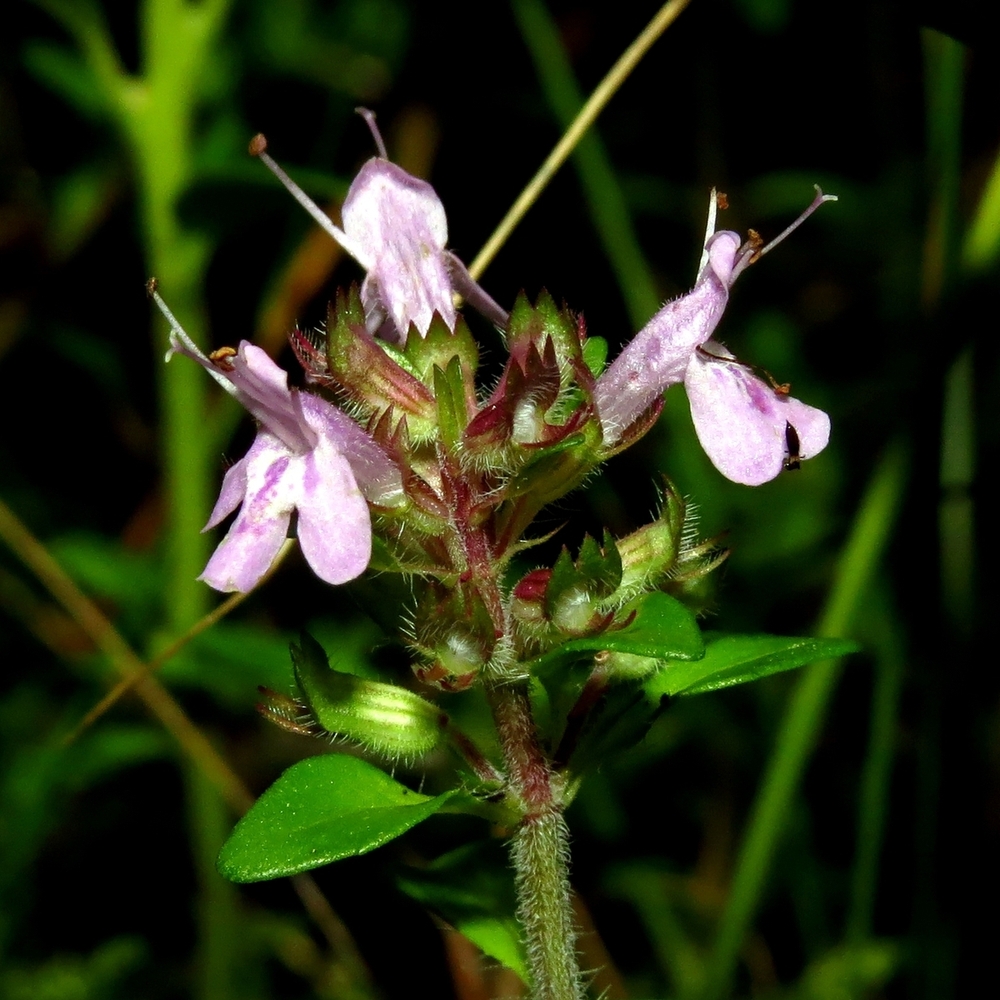 Image of Thymus serpyllum specimen.