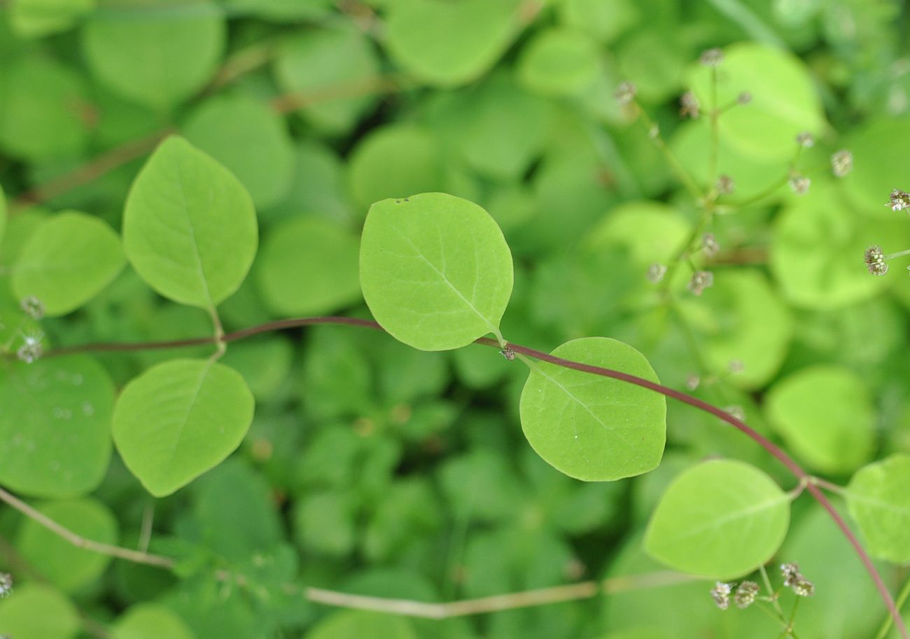 Image of genus Lonicera specimen.