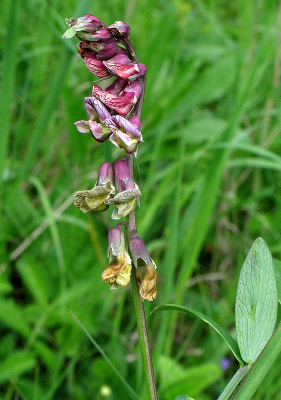 Image of Lathyrus pisiformis specimen.