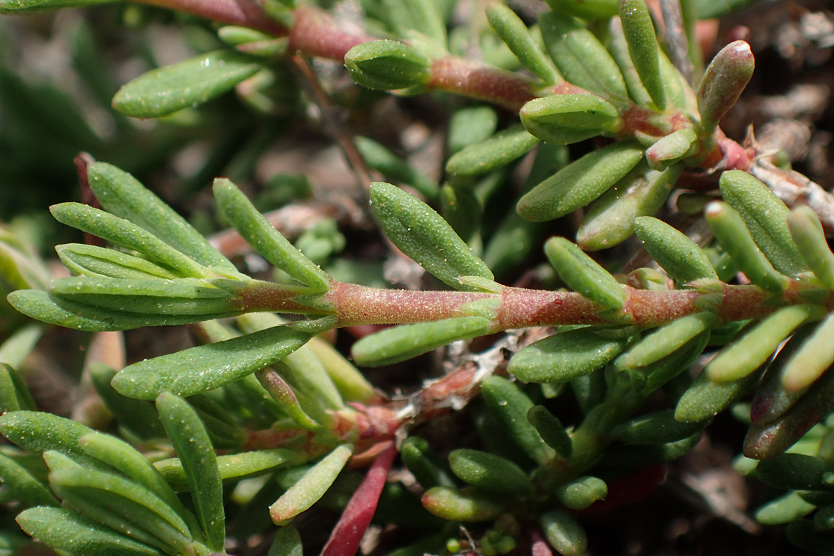 Image of Fumana arabica specimen.