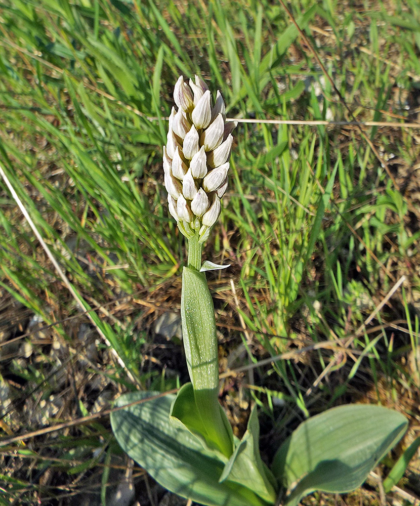 Изображение особи Orchis simia.