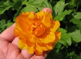 Trollius kolonok