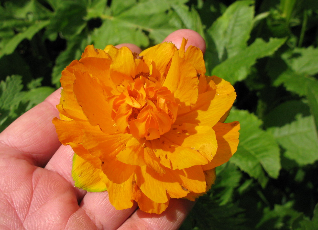 Image of Trollius kolonok specimen.