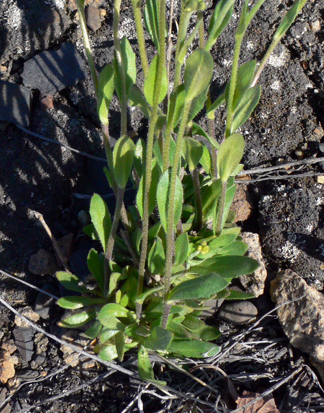 Image of genus Draba specimen.