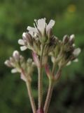 Gypsophila fastigiata