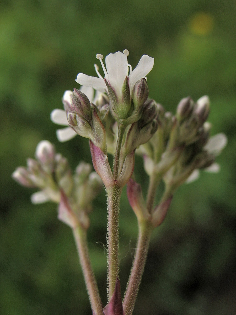 Image of Gypsophila fastigiata specimen.