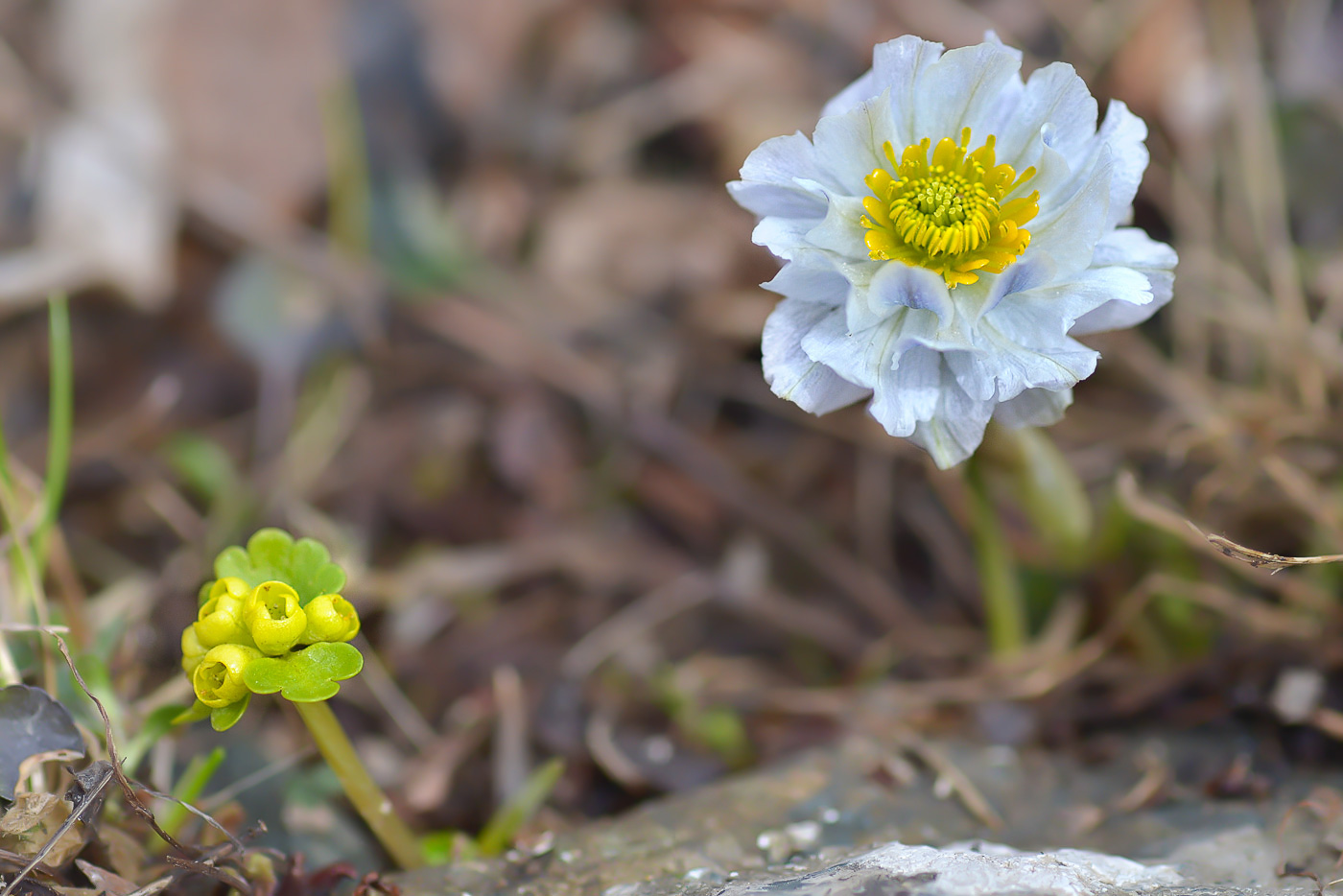 Image of Trollius lilacinus specimen.