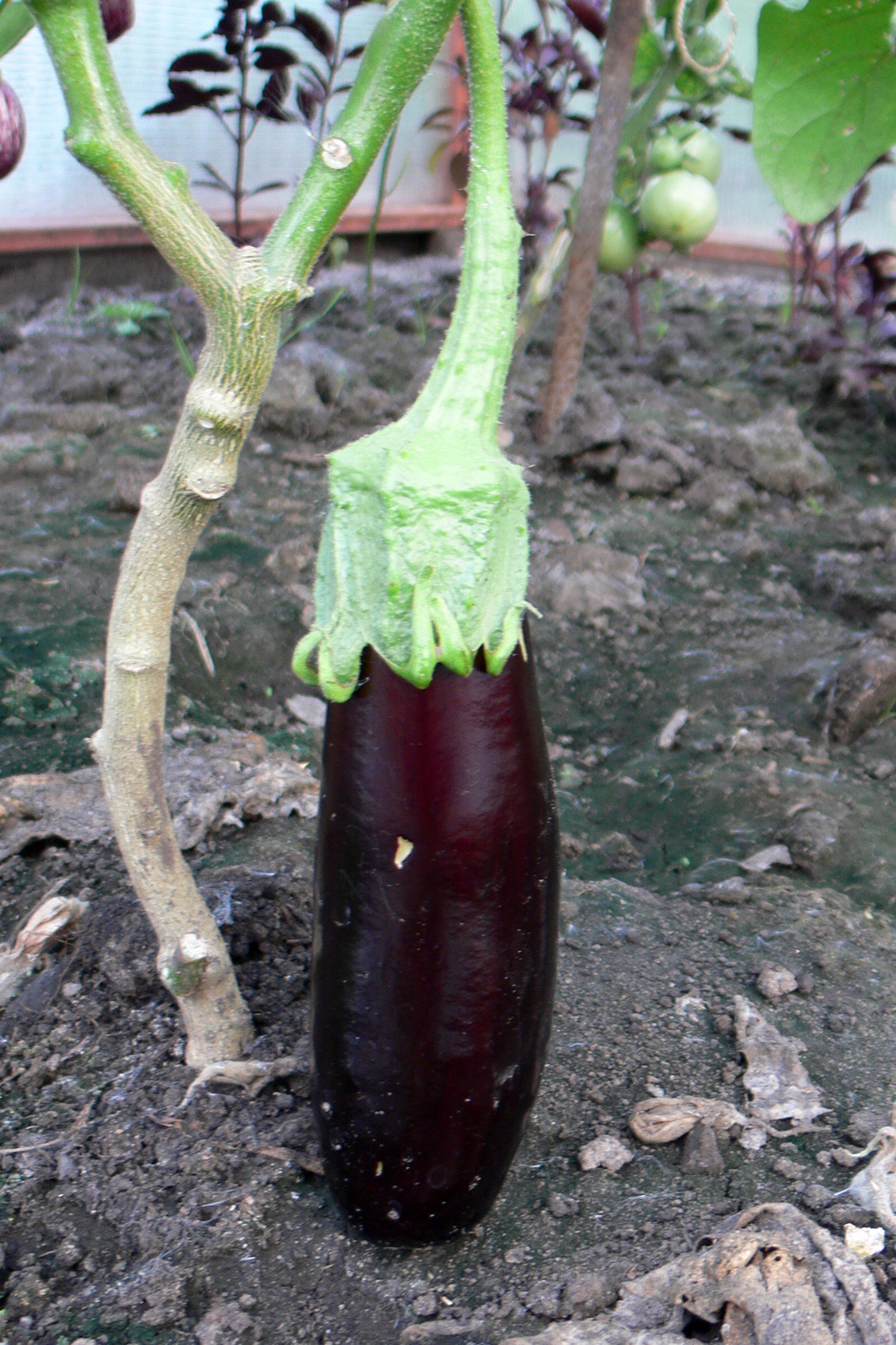 Image of Solanum melongena specimen.