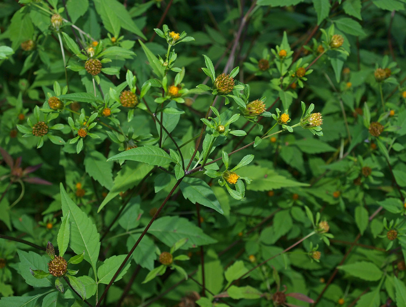 Изображение особи Bidens frondosa.