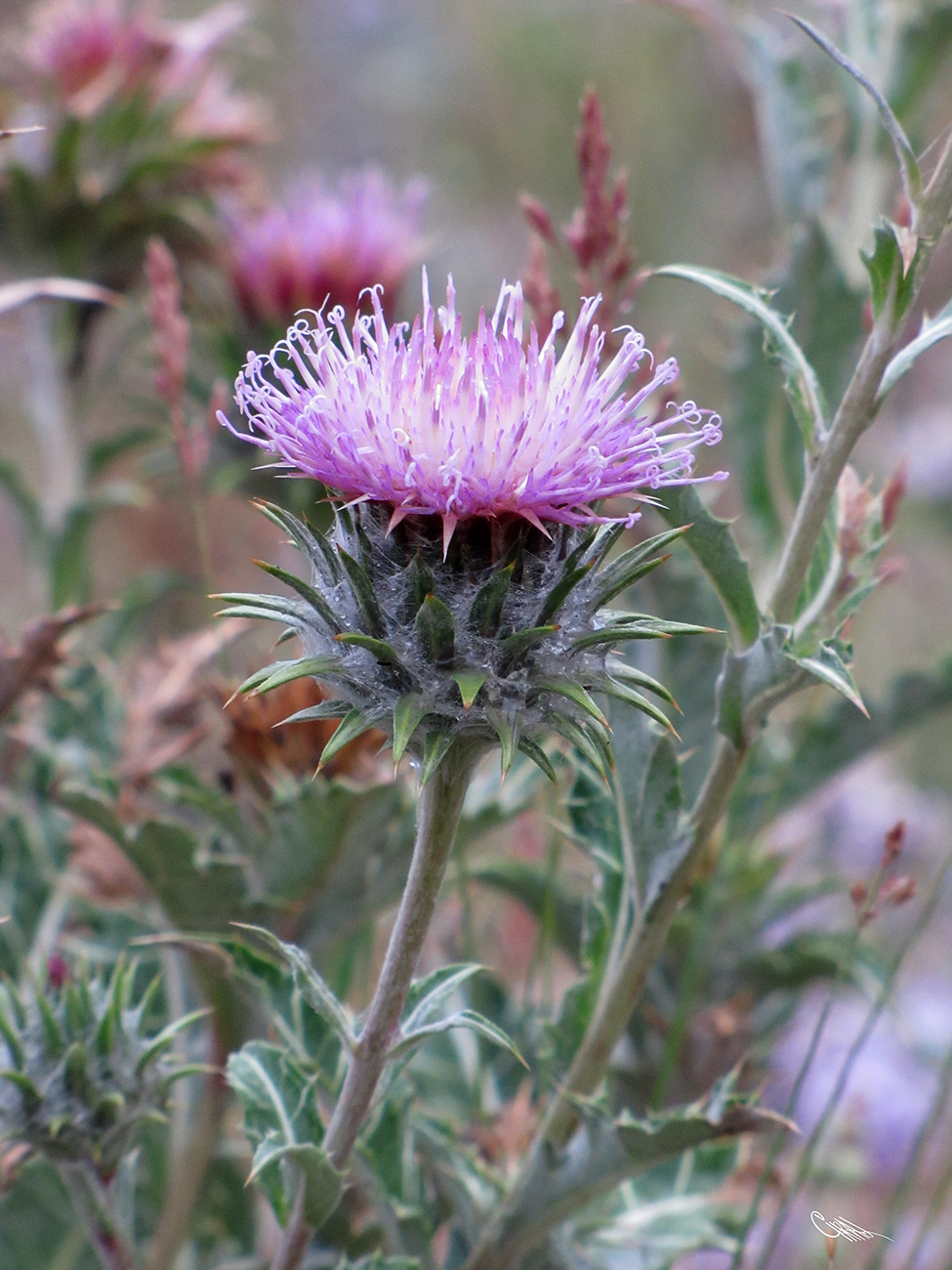 Изображение особи Cousinia speciosa.