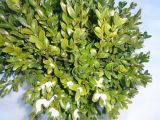 Buxus sempervirens