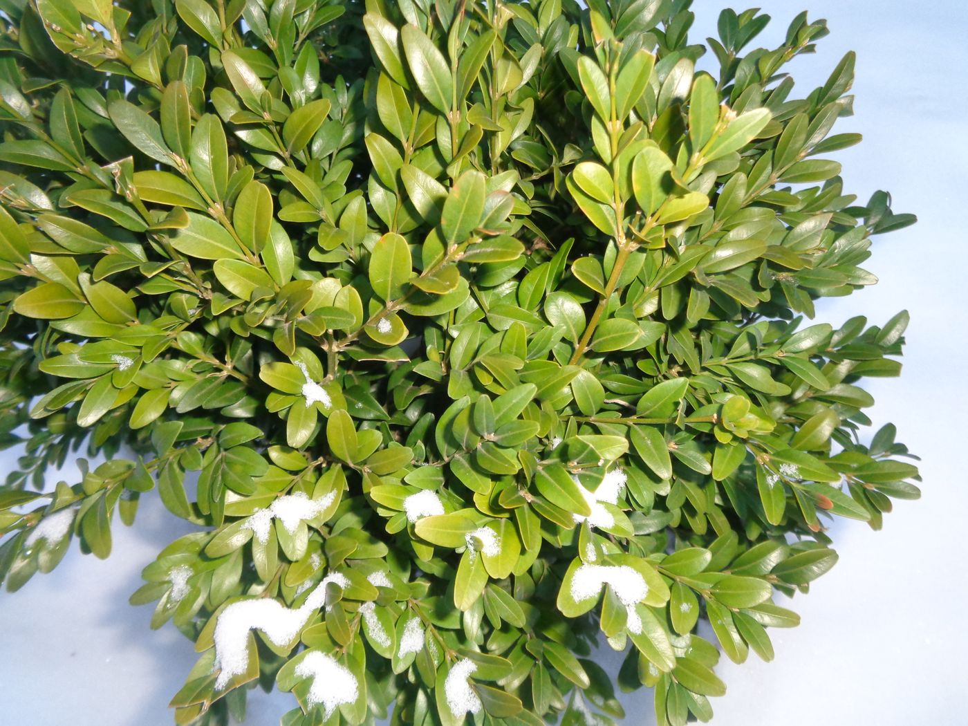 Image of Buxus sempervirens specimen.