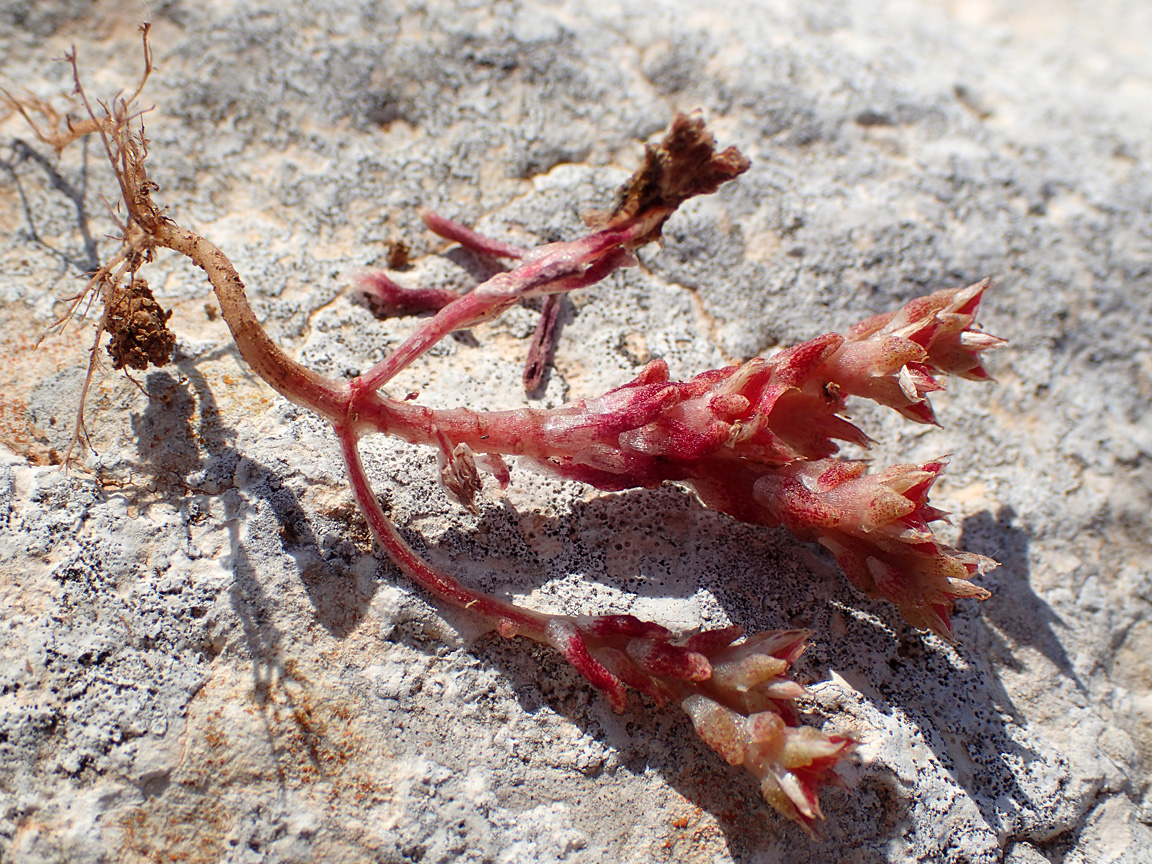 Image of Sedum litoreum specimen.