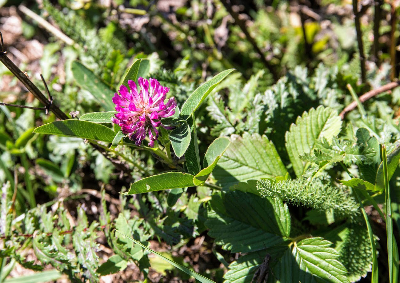 Изображение особи Trifolium medium.