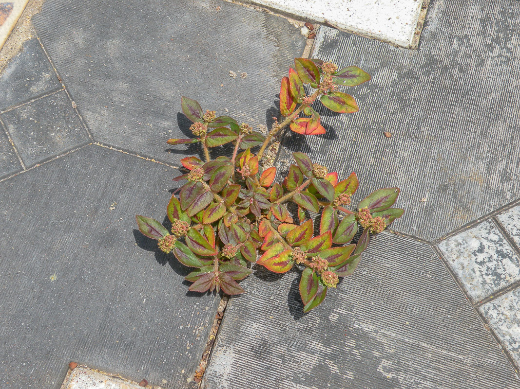 Image of Euphorbia hirta specimen.