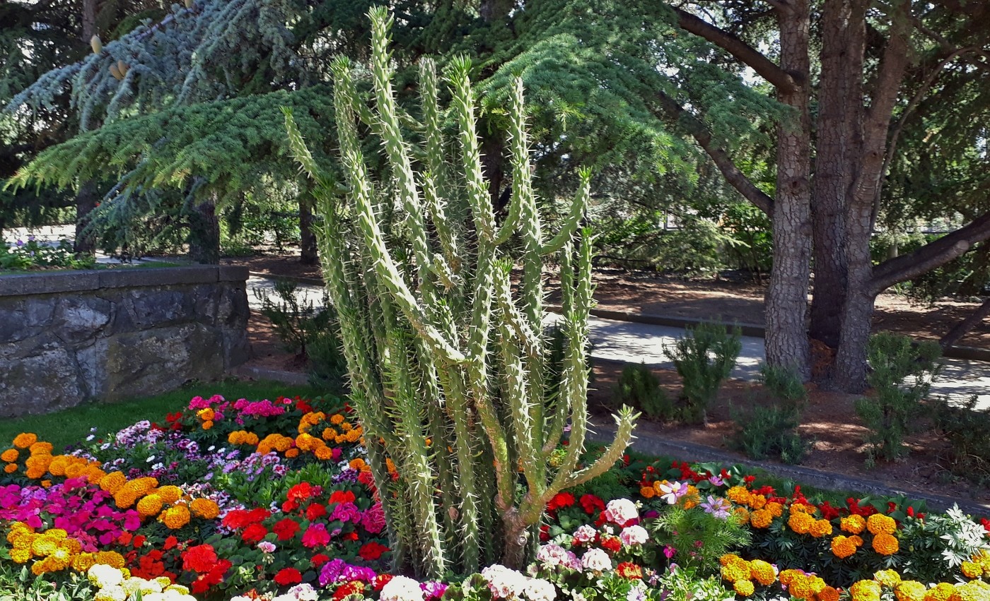 Image of Austrocylindropuntia subulata specimen.