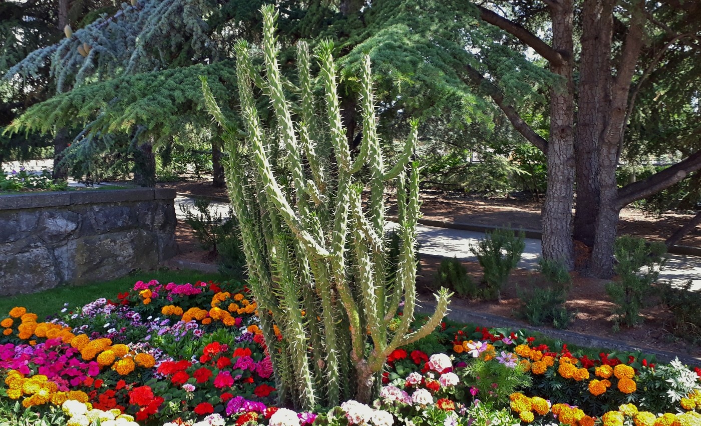 Изображение особи Austrocylindropuntia subulata.