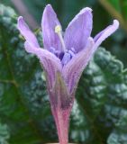 Mandragora autumnalis