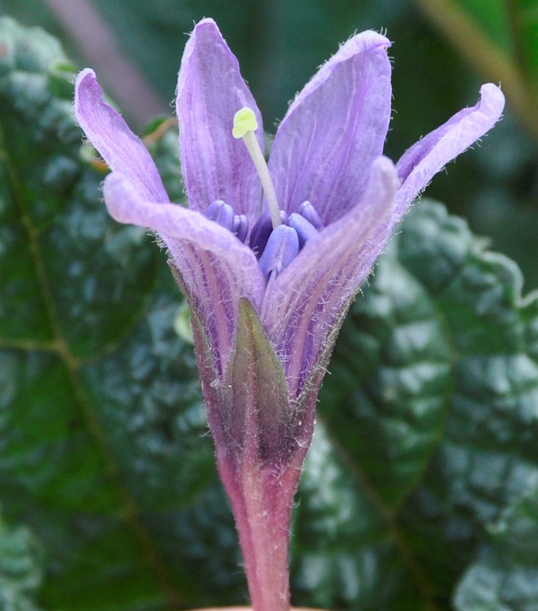 Image of Mandragora autumnalis specimen.