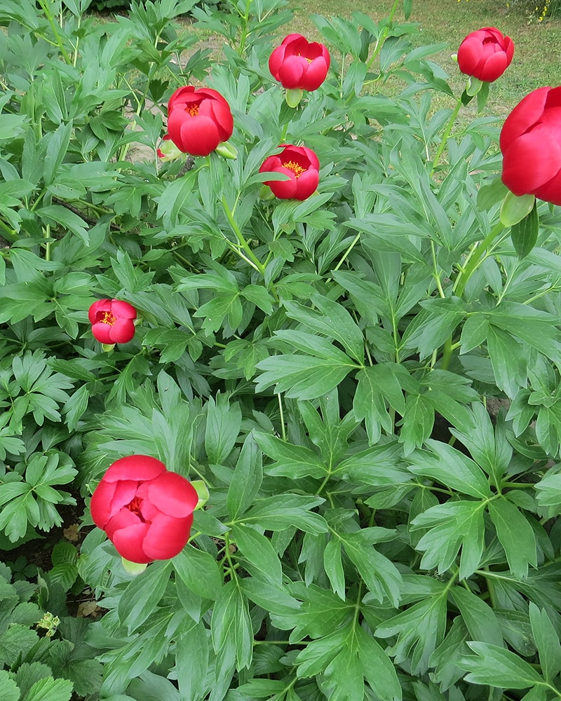 Изображение особи Paeonia peregrina.